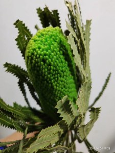 绿色贝雷斯