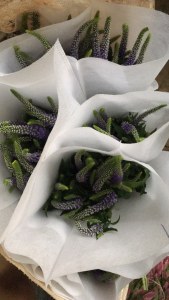 鼠尾(颜色随机)