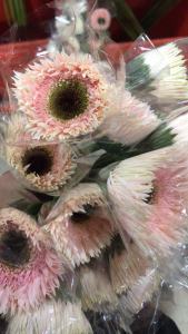 粉拉丝非洲菊