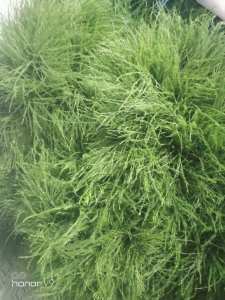 芦荀草