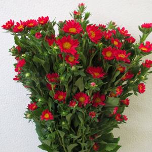 红迷你菊