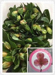 海盛水仙百合-深粉色