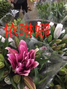 重瓣依琳娜多头