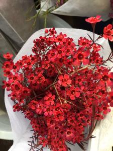 尖头腊梅红色