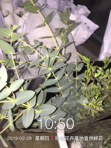 银水滴尤加利