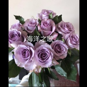 海洋之歌