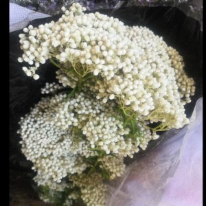小米花-白色