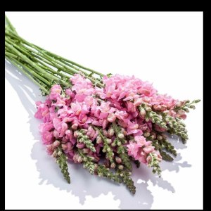 金鱼草粉色