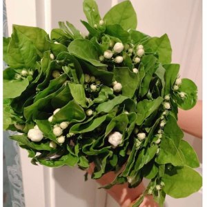 茉莉花