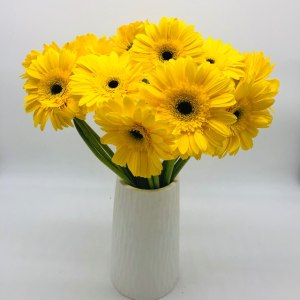纯黄非(太阳)