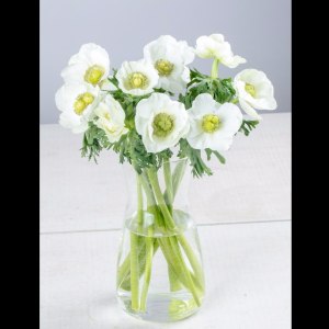 白色银莲花