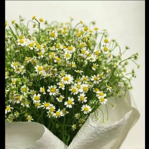 洋甘菊