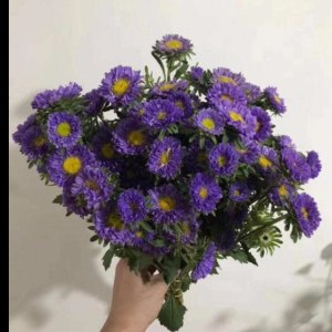 深紫小翠菊