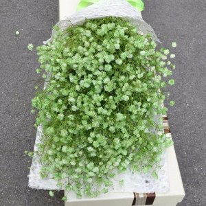 喷色绿色满天星
