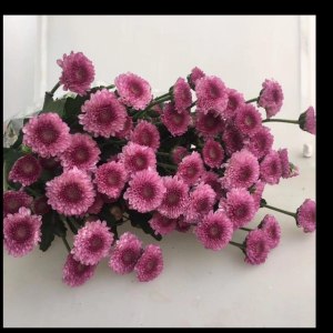 小菊粉妍