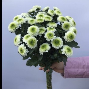小菊白扣