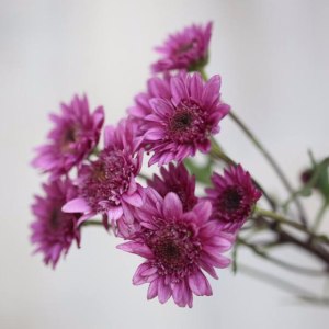 小菊贝雷斯