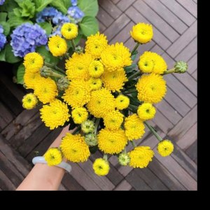 小菊迷你黄