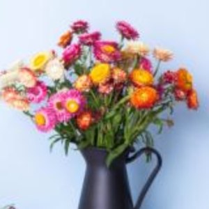 麦秆菊(颜色随机)