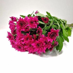 小菊紫丹特
