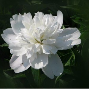 重瓣白芍药
