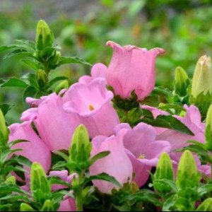 粉色风铃花