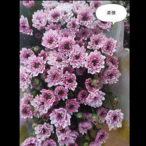 小菊柔情