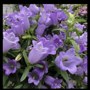 浅紫风铃花