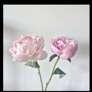 重瓣粉芍药
