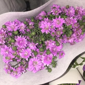 重瓣粉孔雀草