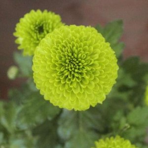 乒乓菊绿色