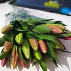 西诺红一头