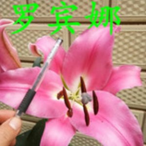 洛宾多头