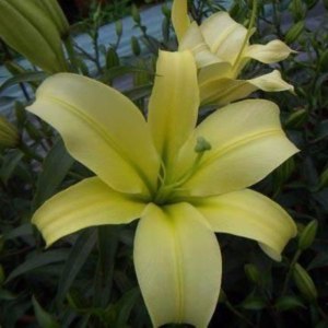 黄天霸一头
