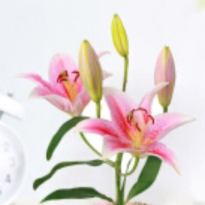 索邦一头