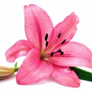 梯伯多头
