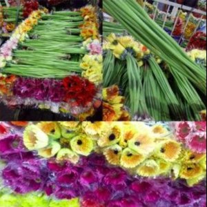 混搭非洲菊(颜色随机)