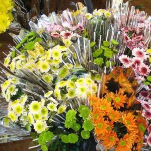 混搭多头菊(颜色随机)