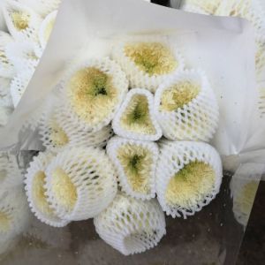 白色面包菊