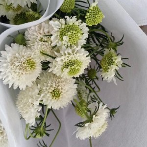 松虫草-白色