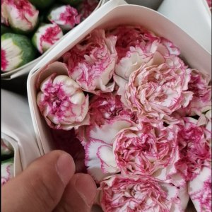 小白兔康
