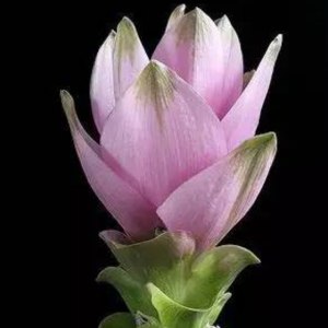 粉色姜荷花