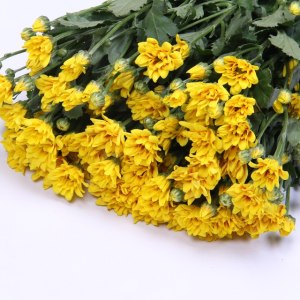 小菊卡斯泰丽