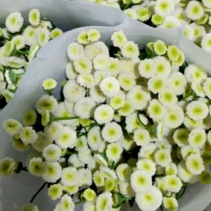 重瓣白色洋甘菊
