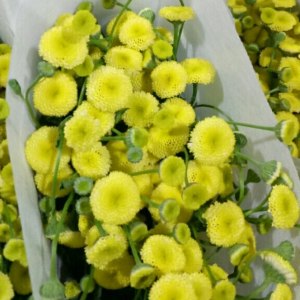 重瓣黄色洋甘菊