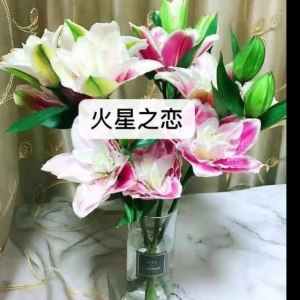 重瓣火星之恋