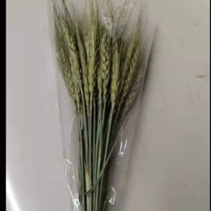 永生麦穗原色