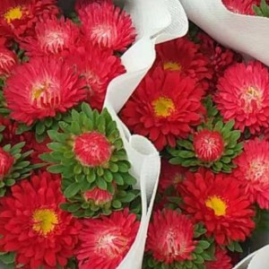 红小翠菊