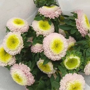 浅粉小翠菊
