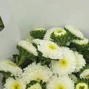 白小翠菊